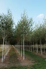 Betula utilis 'Doorenbos'