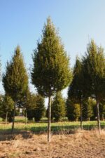Carpinus bet. 'Fastigiata'