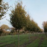 Carpinus bet. 'Frans Fontaine'