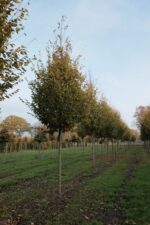 Carpinus bet. 'Frans Fontaine'