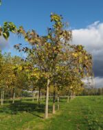 Catalpa bignonioides - Afbeelding 4