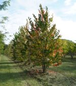 Cercidiphyllum japonicum – Image 2