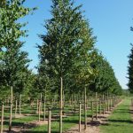 Cercidiphyllum japonicum