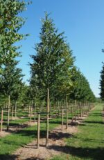 Cercidiphyllum japonicum