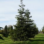 Abies nordmanniana