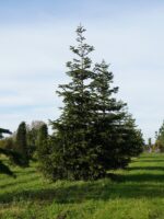 Abies nordmanniana