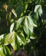 Acer buergerianum - Image 2