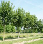 Acer campestre – Bild 3