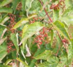 Acer capillipes - Image 3
