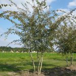Acer capillipes