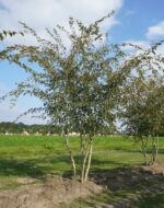 Acer capillipes
