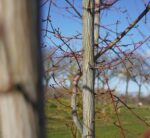 Acer capillipes - Image 2