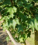 Acer cappadocicum – Bild 2