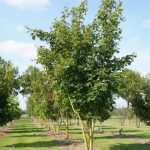 Acer cappadocicum