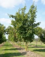 Acer cappadocicum