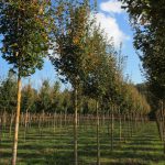 Acer campestre 'Elegant'