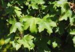 Acer campestre 'Elsrijk' - Image 3