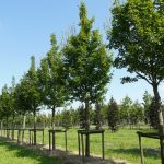 Acer campestre 'Geessink'