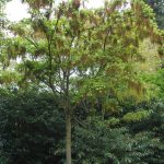 Acer cissifolium