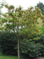 Acer cissifolium