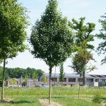 Acer campestre 'Lienco'