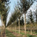 Acer campestre 'Queen Elizabeth'