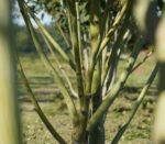 Acer davidii - Afbeelding 3