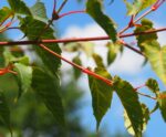 Acer davidii - Afbeelding 4