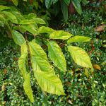 Acer carpinifolium