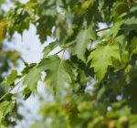 Acer freemanii 'Armstrong II' - Afbeelding 2