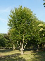 Acer freemanii 'Jeffersred' - Afbeelding 2