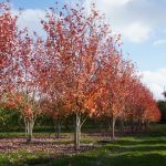 Acer freemanii 'Jeffersred'