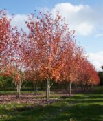 Acer freemanii 'Jeffersred'