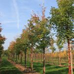 Acer griseum