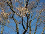 Acer negundo – Bild 2