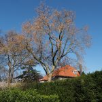 Acer negundo