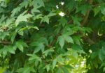 Acer zoeschense 'Annae' – Bild 2