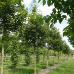 Acer zoeschense 'Annae'