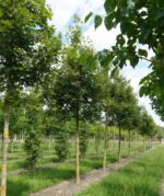 Acer zoeschense 'Annae'