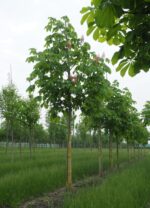 Aesculus carnea 'Briotii' – Bild 3