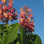 Aesculus carnea 'Fort McNair'