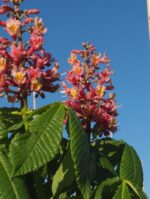 Aesculus carnea 'Fort McNair'
