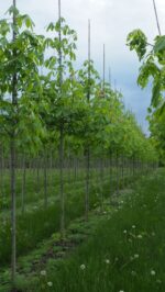 Aesculus carnea 'Fort McNair' – Bild 2