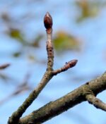 Aesculus carnea 'Plantierensis' - Image 2
