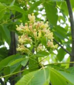 Aesculus flava 'Vestita'
