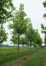 Aesculus flava 'Vestita' - Image 2