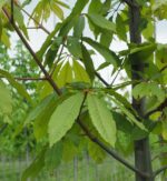 Aesculus indica