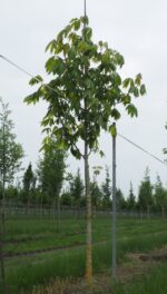 Aesculus indica – Image 2