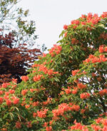 Aesculus mutabilis 'Induta' - Image 2