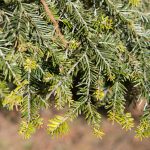 Abies alba